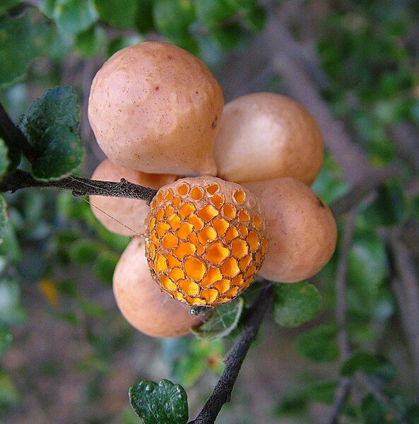 File:Cyttaria gunnii.jpg