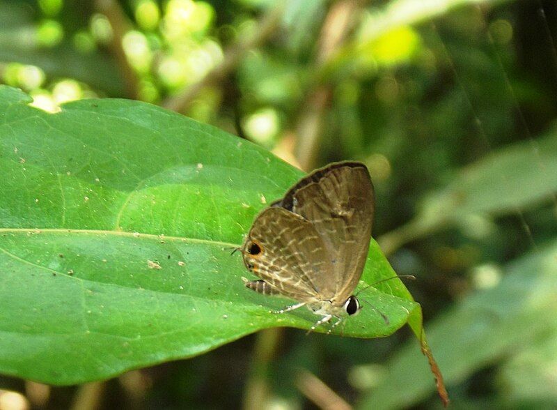 File:Dark Cerulean UN.jpg