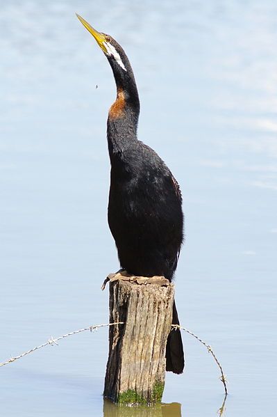 File:Darter.jpg