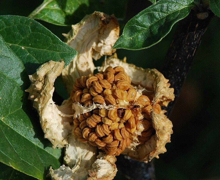 File:Datura metel fruit.jpg