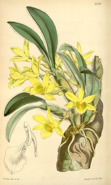 File:Dendrobium senile.jpg