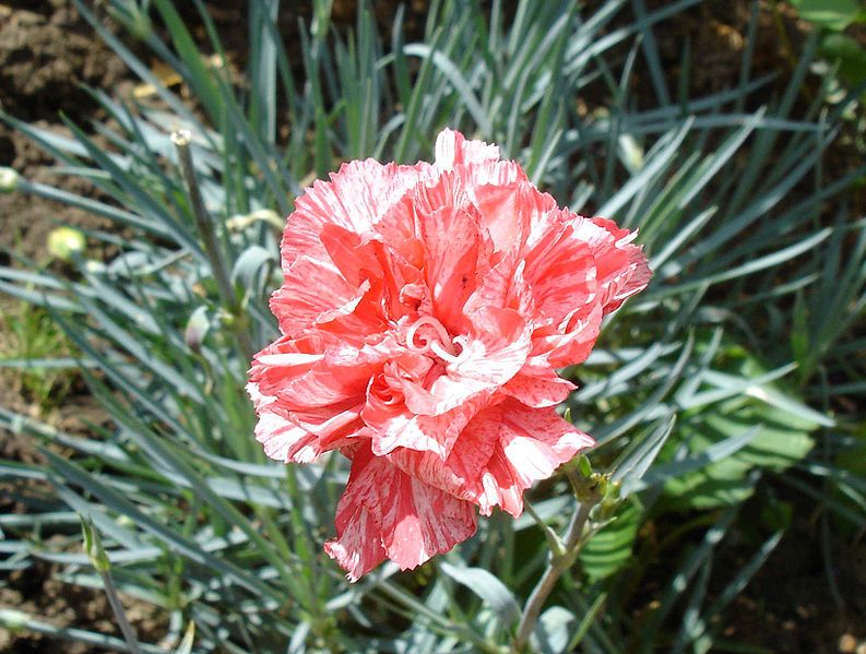 File:Dianthus pink.JPG