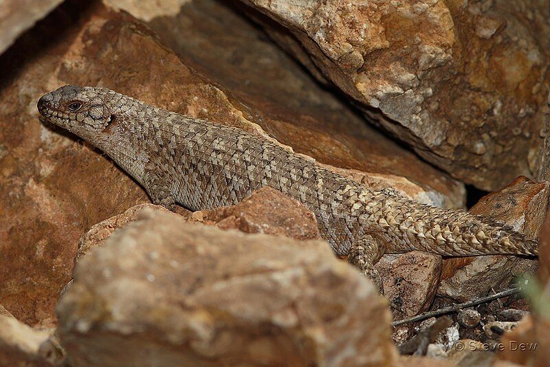 File:Egernia stokesii Basking.jpg