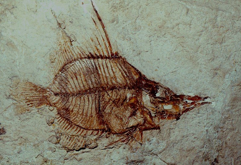 File:Enoplosus pygopterus fossil.jpg