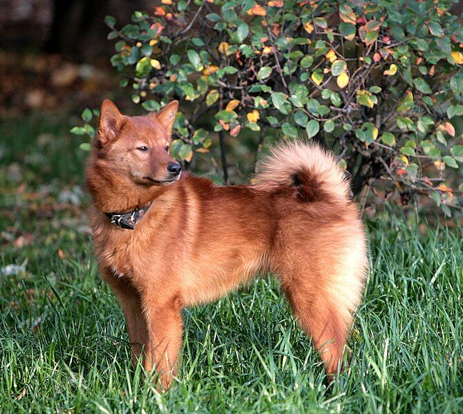 File:FINNISH SPITZ.jpg