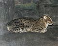 Fishing cat