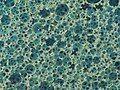 Micrograph of temper (memory) foam