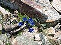 Gentiana alpina