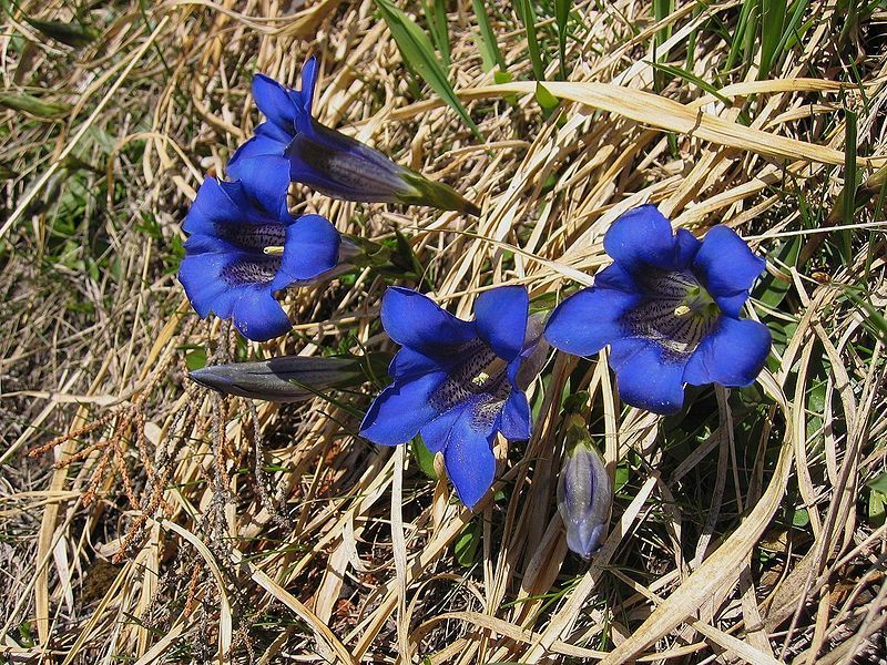 File:Gentiana clusii03.jpg