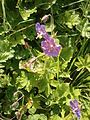 Geranium phaeum