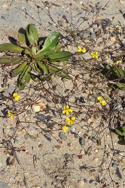 File:Goodenia mystrophylla.jpg