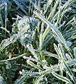 Frost on grass