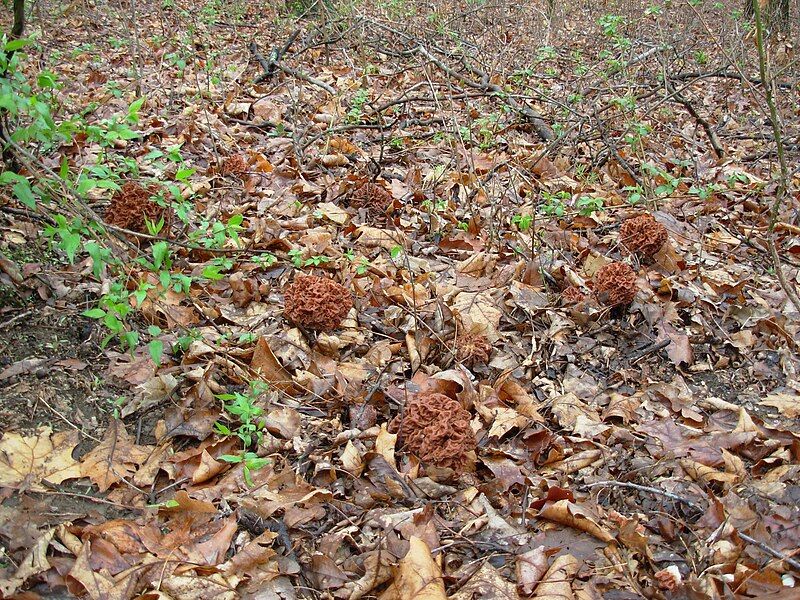 File:Gyromitra caroliniana 83156.jpg