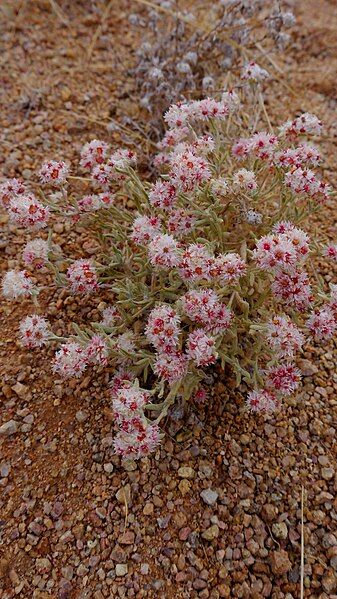 File:Helichrysum candolleanum01.JPG