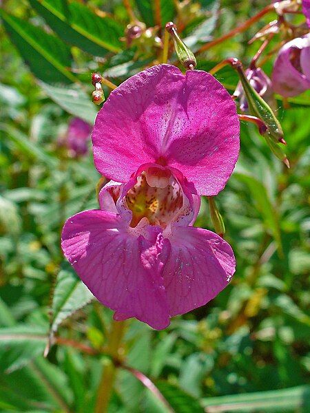 File:Impatiens glandulifera 0004.JPG