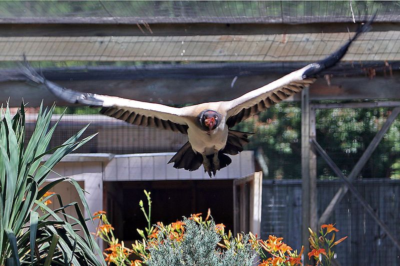 File:King vulture flying.jpg