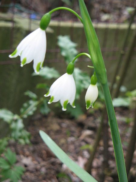 File:Leucojum aestivum flowers2.jpg