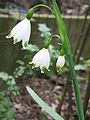 Leucojum aestivum