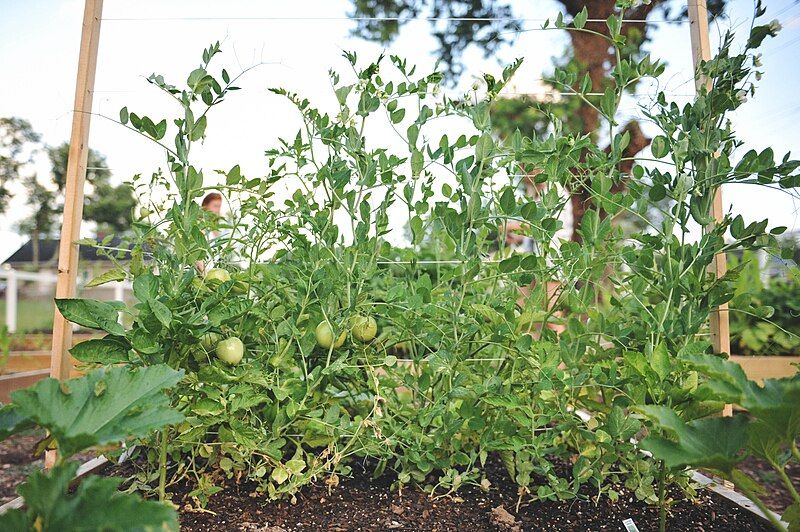 File:Lonsdale Community Garden.jpg