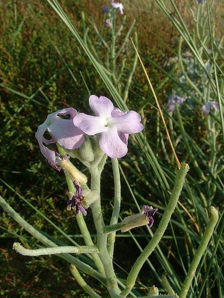 File:Matthiola sinuata1.jpg