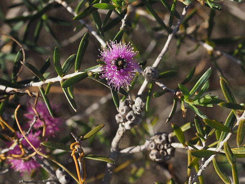 File:Melaleuca caeca.jpg