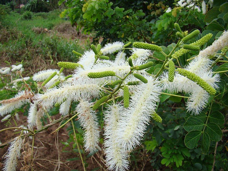 File:Mimosa caesalpiniaefolia 1.jpg