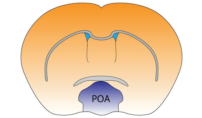 File:Mouse Preoptic Area.pdf