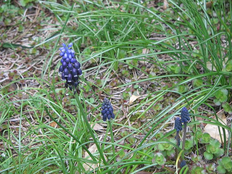 File:Muscari neglectum006.jpg