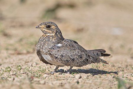 Nacunda nighthawk, by Andreas Trepte