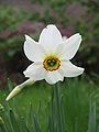 Narcissus poeticus var. recurvus close-up