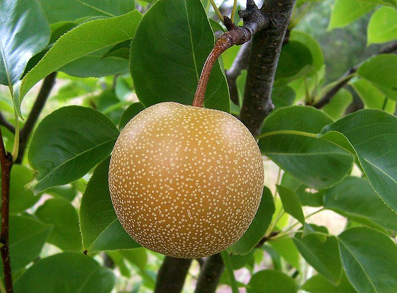 File:Nashi pear.jpg