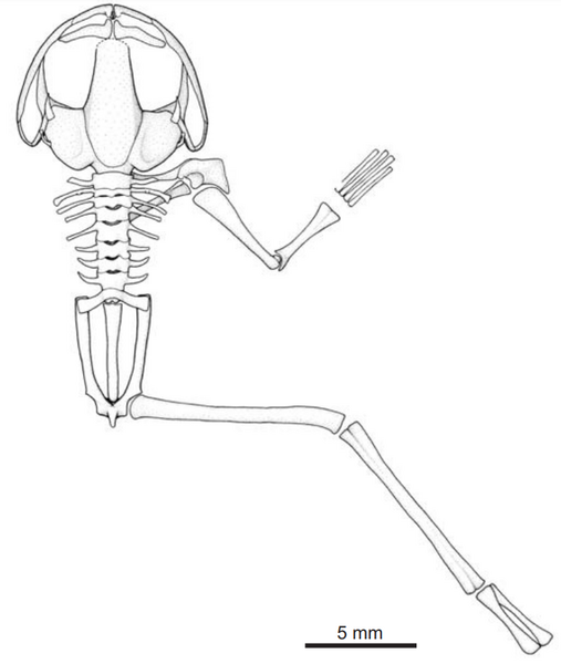 File:Neusibatrachus diagram.png