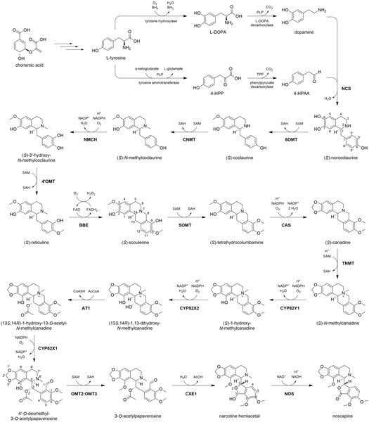 File:Noscapine Biosynthesis.tif