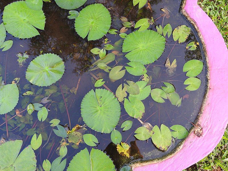 File:Nymphaea pubescens-3-JNTBGRI-kerala-India.jpg