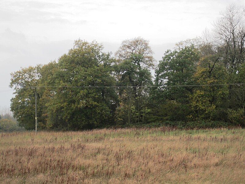 File:Oakley Wood 1.jpg