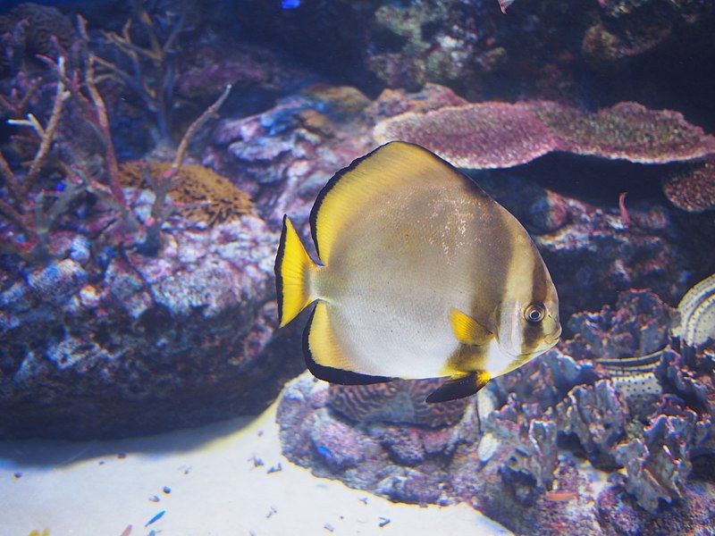 File:Oga Aquarium 5.jpg