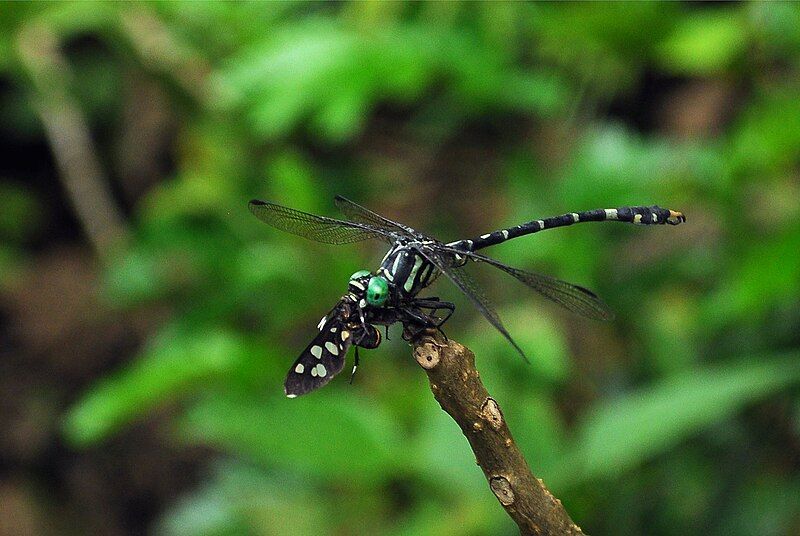 File:Onychogomphus striatus Male.jpg