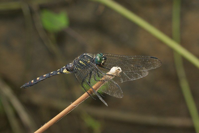 File:Onychothemis testacea-Kadavoor-2016-06-25-004.jpg