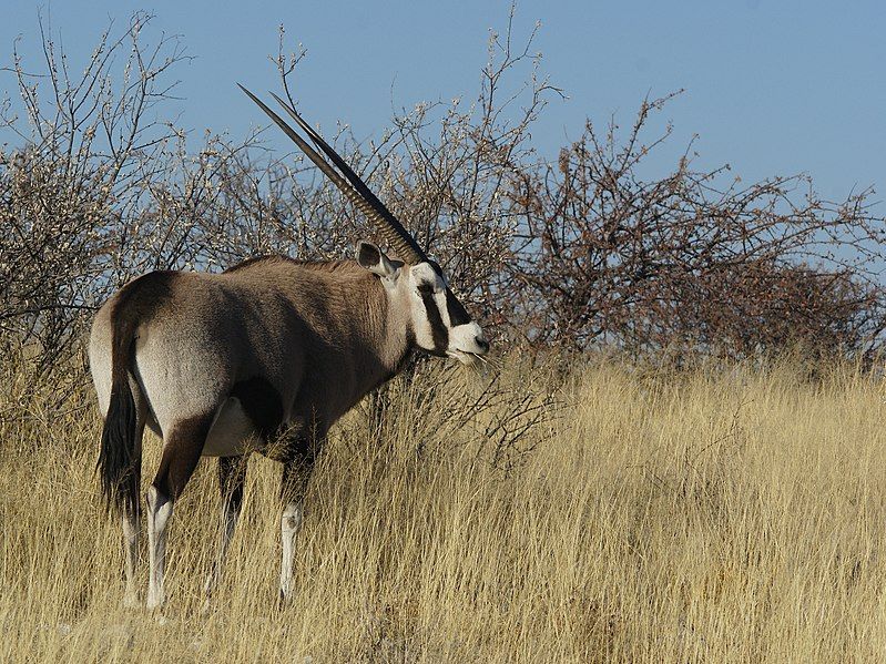 File:Oryx gazella (Okevi).jpg