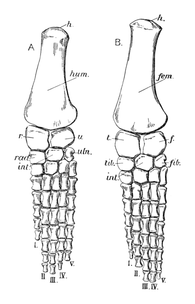 File:Peloneustes Paddles.png