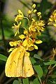 Cloudless sulphur, Monsanto Insectarium, St. Louis Zoo