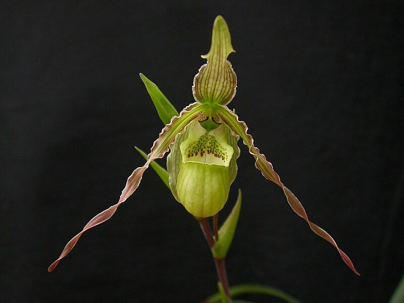 File:Phragmipedium richteri 038.jpg