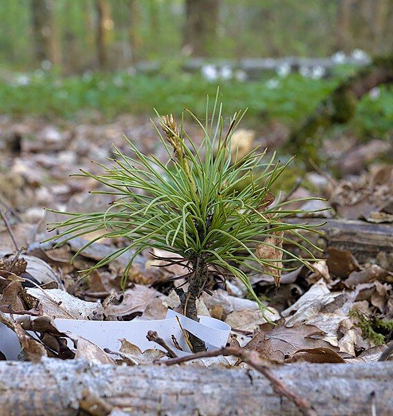 File:Pinus wallichiana (DSC03147).jpg