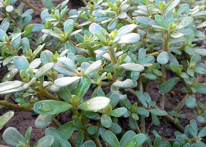 File:Portulaca oleracea.JPG