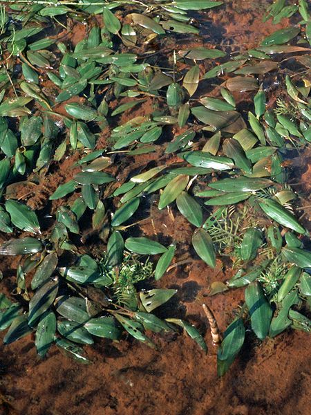 File:Potamogeton polygonifolius.jpg