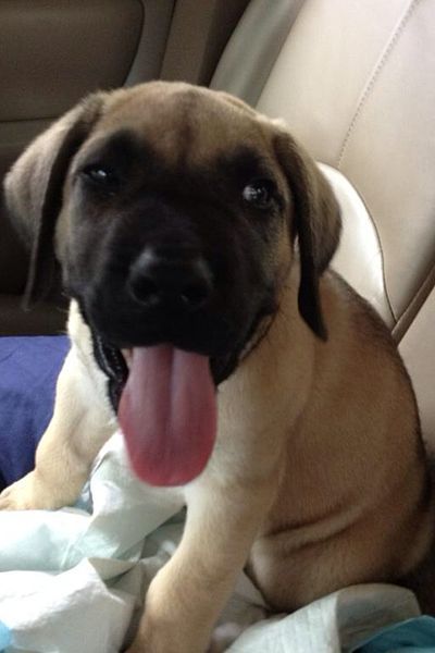 File:Presa canario puppy.jpg