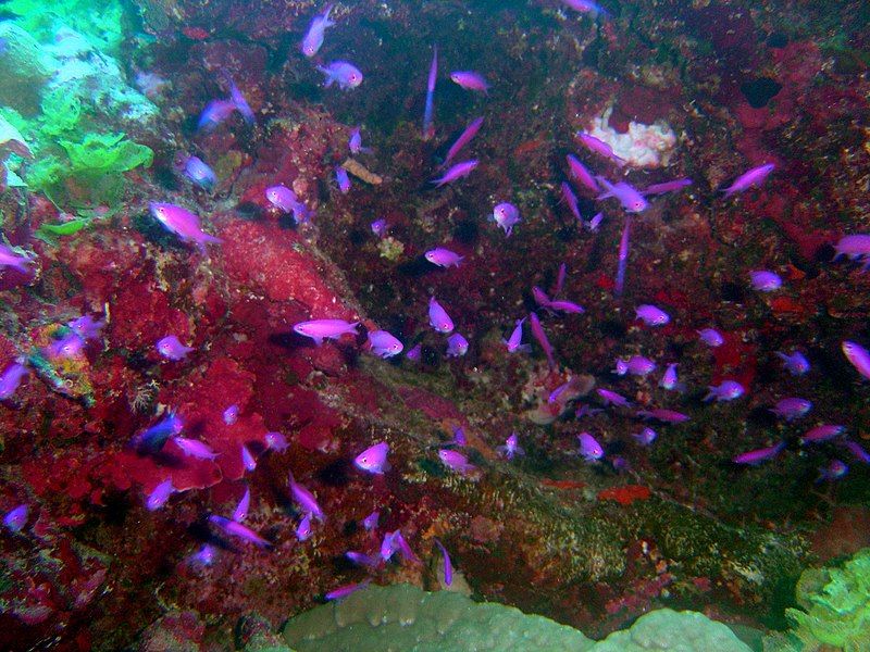 File:Pseudanthias pascalus.jpg