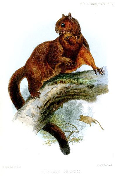 File:PteromysGrandisWolf.jpg