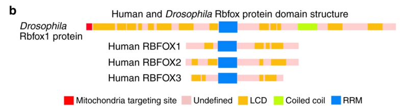 File:Rbfox1 protein domains.png