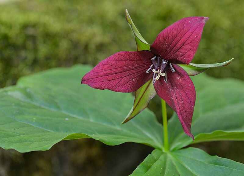 File:Red trillium (42136561721).jpg